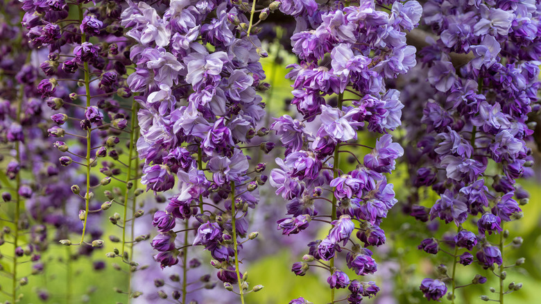 Purple wisteria flowers hang from vines.