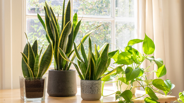 Houseplants in sunny window