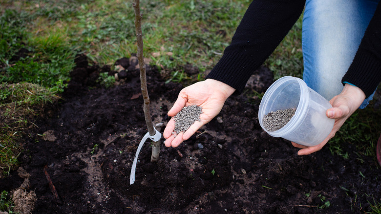 Someone applying fertilizer to a plant