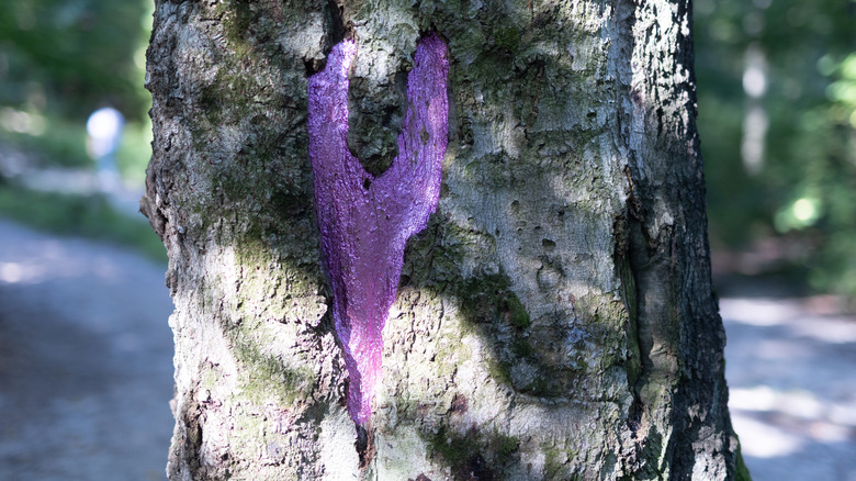 Purple paint on tree
