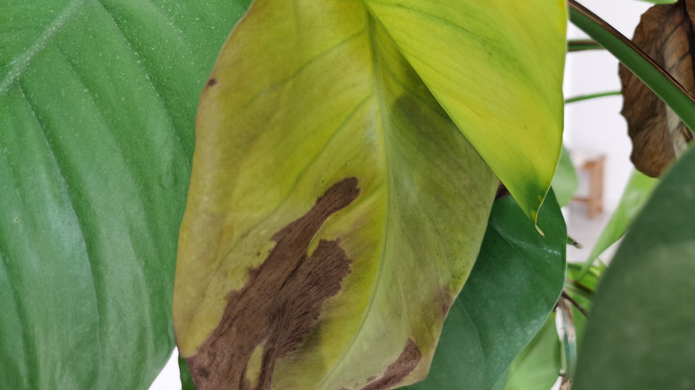 unhealthy leaves of pothos plant