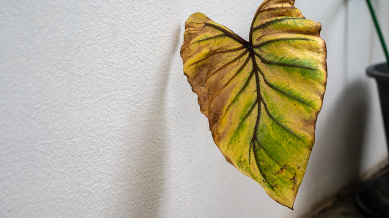 The scorched leaf of a houseplant against a white textured wall.