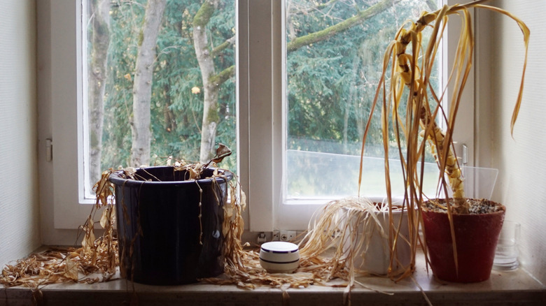 Dead houseplants on a windowsill with a wintery day's view outside the window.