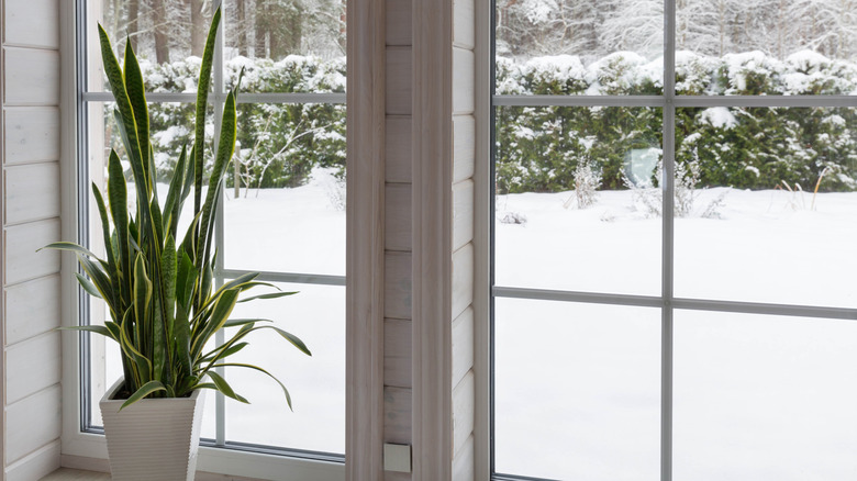 A houseplant sits in front of a well-sealed window with snow outside.