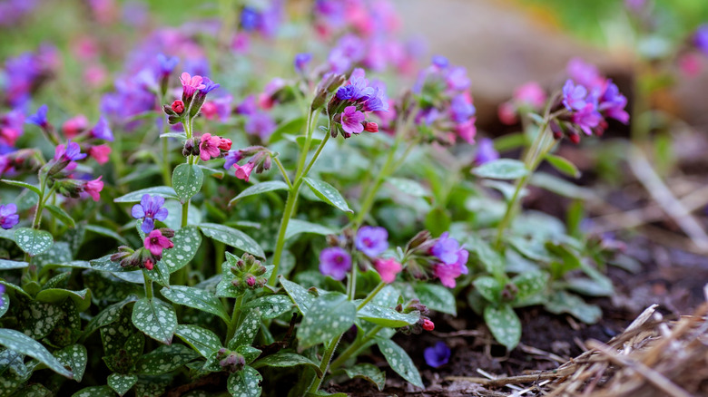 lungwort purple flowers and leaves