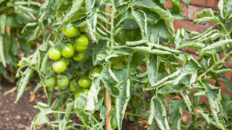 A tomato plant with curling leaves