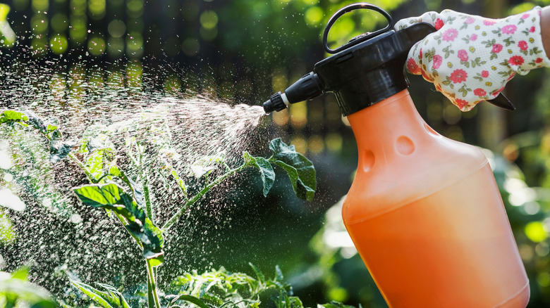 A person sprays tomato plants with a solution