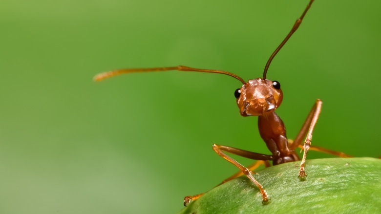 Red ant peeking over leaf