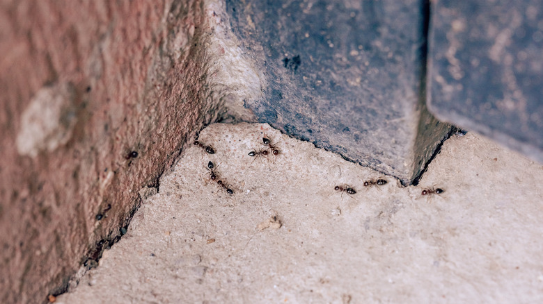 Ant trail near doorjamb