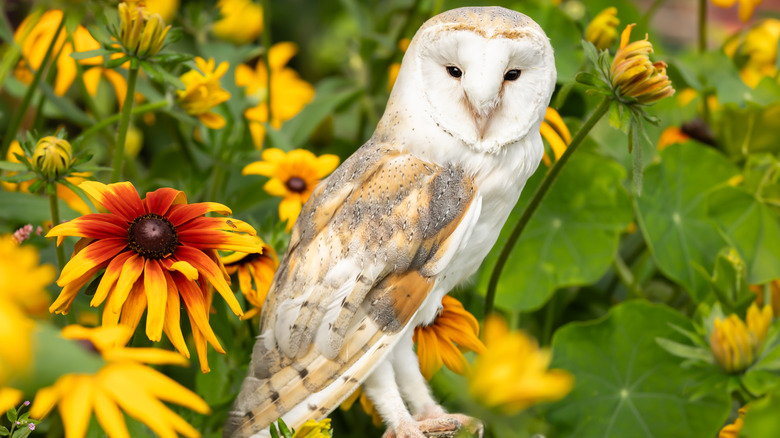 a beautiful owl among wildflowers