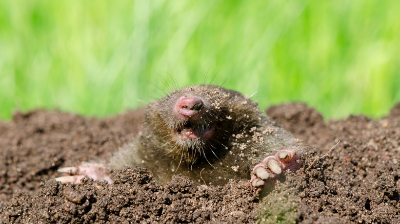 a mole emerging from a molehill