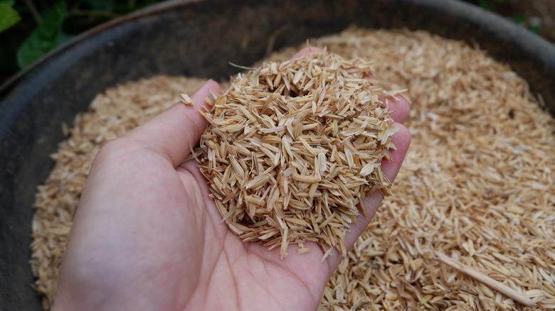 A man holds a handful of rice hulls