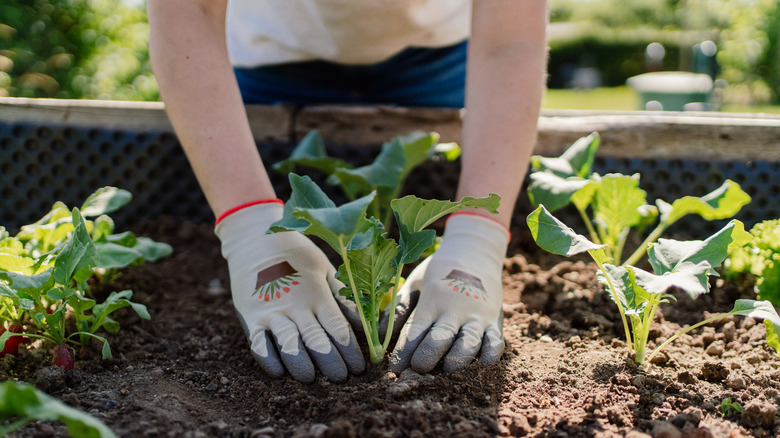 A person plants a plant in a raised garden bed.