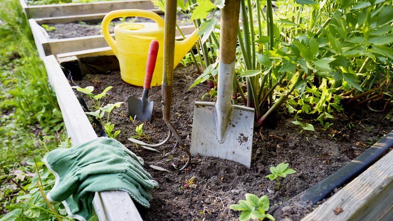 A raised garden bed with plants, tools, and a pair of gardening gloves.