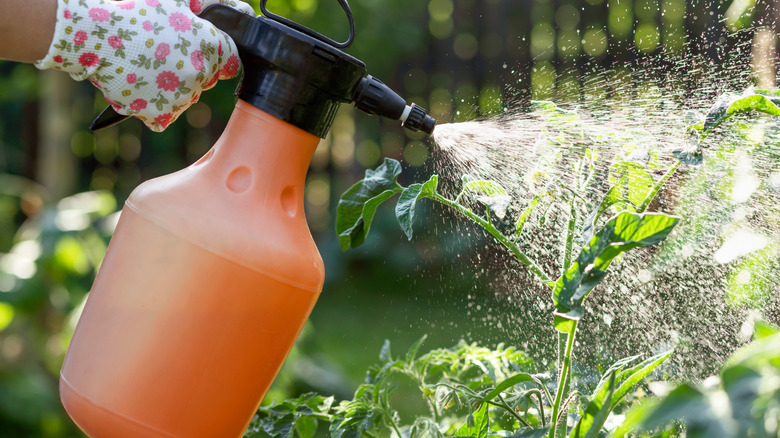 A person spraying chemical on plants from orange sprayer