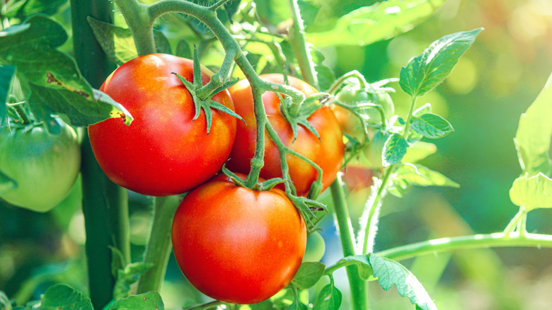 Ripe tomato fruits on plants