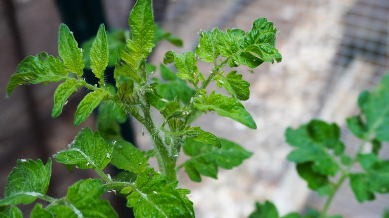 Pest infestation on a tomato plant