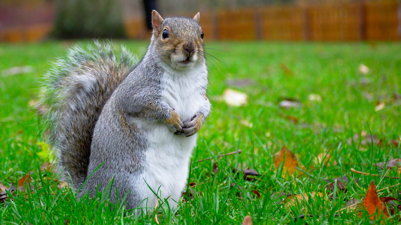 Squirrel on grass in yard