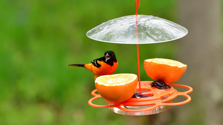 A Baltimore oriole perched on an orange bird feeder with two halves of an orange on it