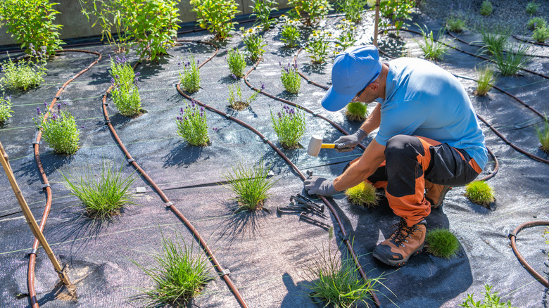A gardener hammers pins into planted and irrigated landscape fabric to secure it to the ground.
