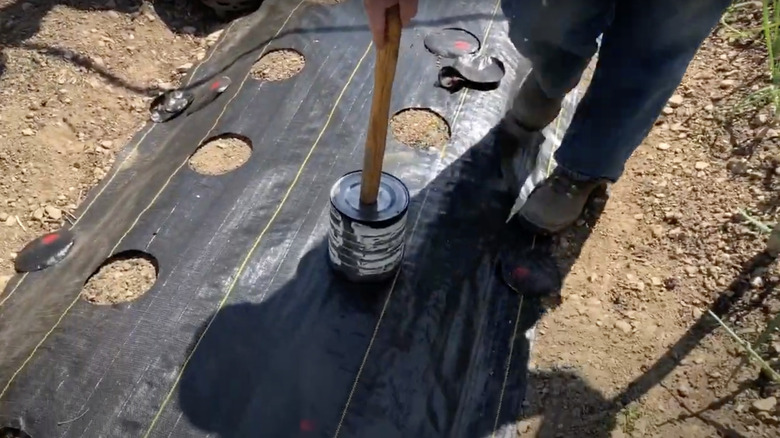A gardener cuts holes in a roll of landscape fabric using a heated tin can affixed to a long wooden pole.