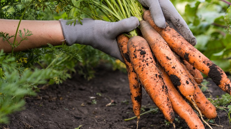 gardener holding freshly harvested carrots