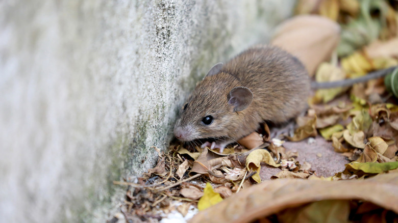 A mouse standing on dried leaves outside a concrete wall