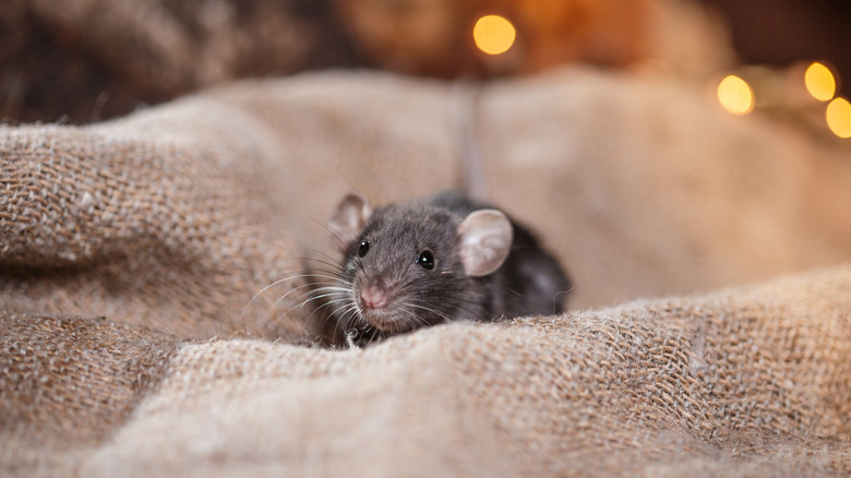 Mouse on a brown burlap cloth in house with lights in the background