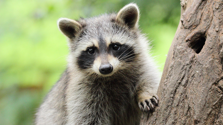 Raccoon on tree