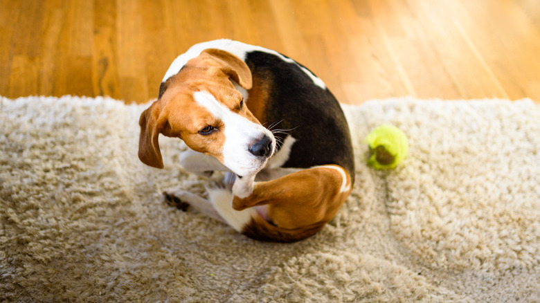 Beagle scratching himself on carpet in home