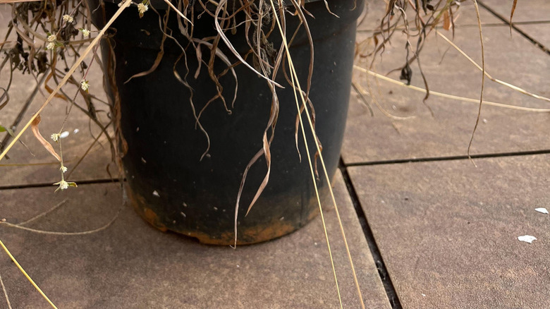 Wilted, dried-out container plant