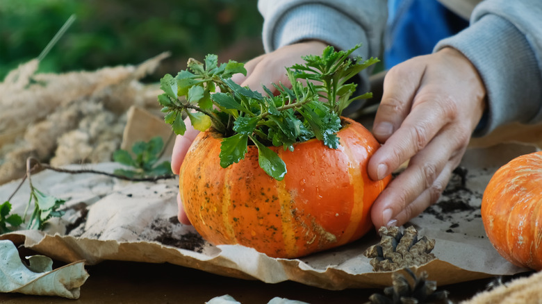 Person holding a pumpkin with a plant inside