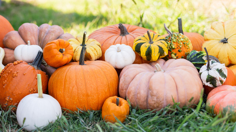 Pile of pumpkins outside