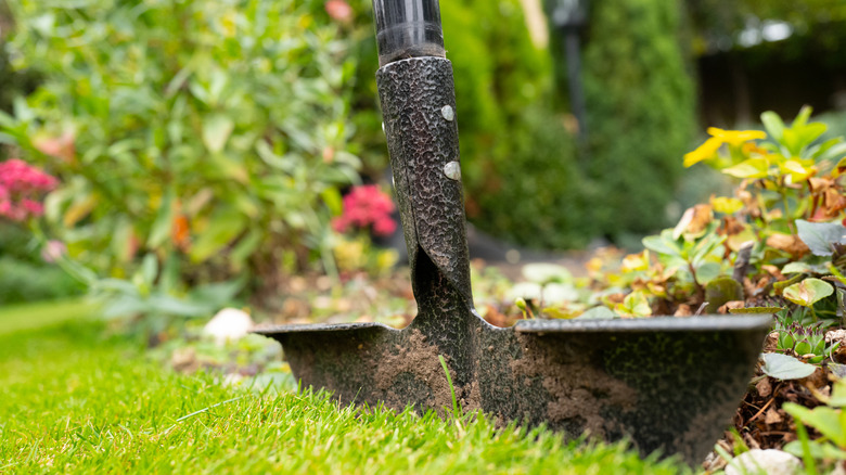 person wedges a edging tool between grass and flower bed