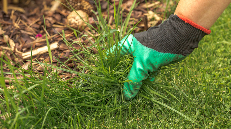 A gloved hand pulls grass from the edge of a garden bed