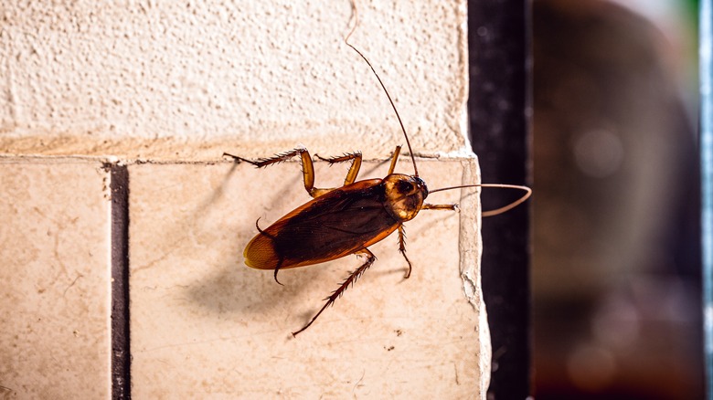 Cockroach climing on a wall