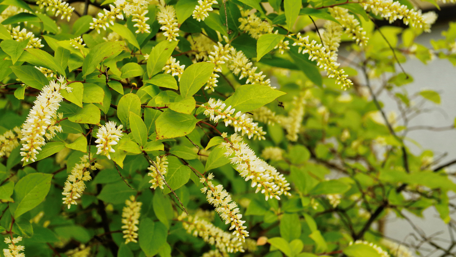 The Simple Fix That'll Save A Sweetspire With Browning Leaves