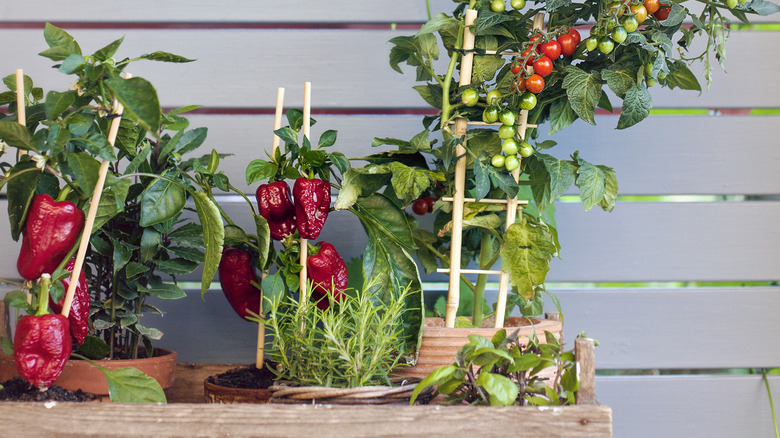 Pepper and tomato plants in terracotta containers