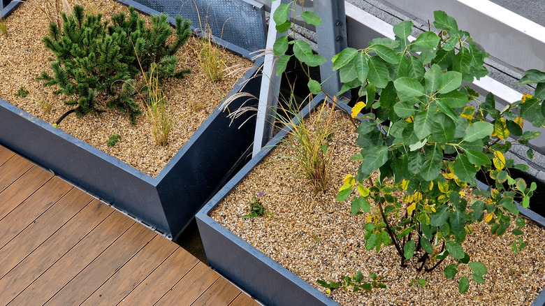 Container plants with layers of pale gravel on top of the soil