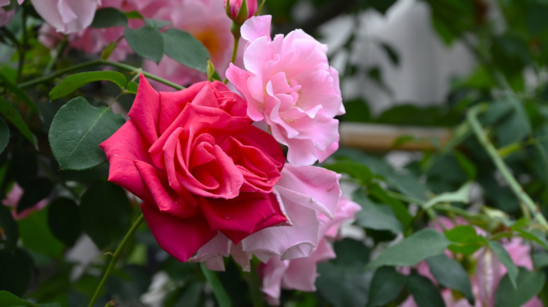 Closeup shot of roses in full bloom.