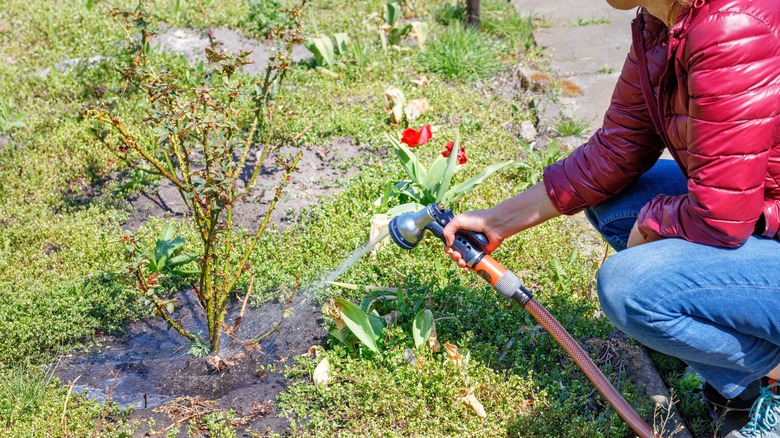 gardener watering rose bush