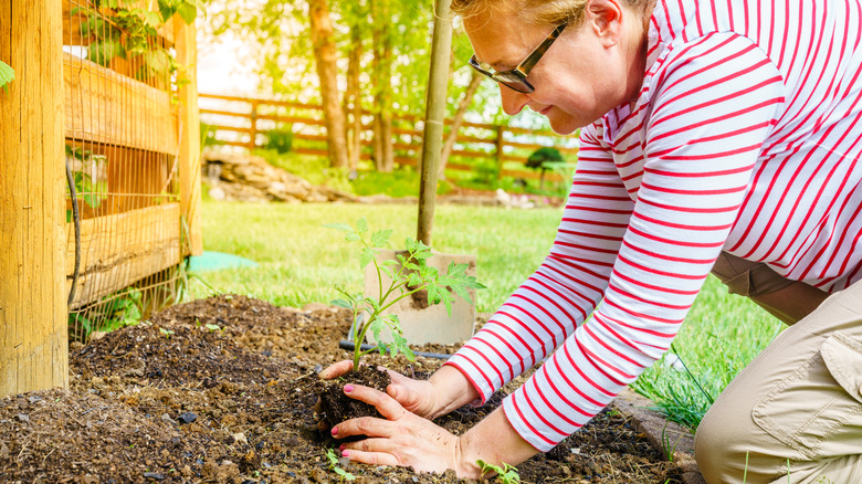 Older woman planting in the garden