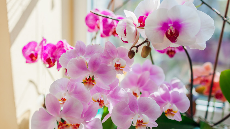 Phalaenopsis orchid in bloom