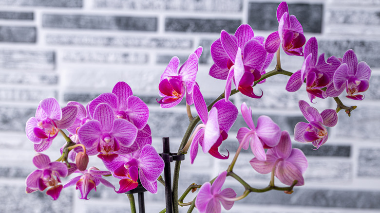Phalaenopsis orchid in full bloom with brick wall background
