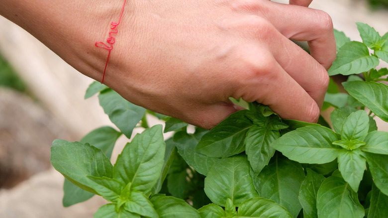 Grower pinching basil plant