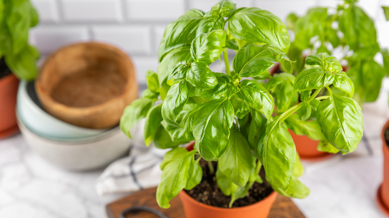 Leggy basil plant in pot