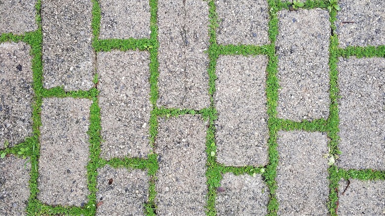 Moss growing between sidewalk pavers