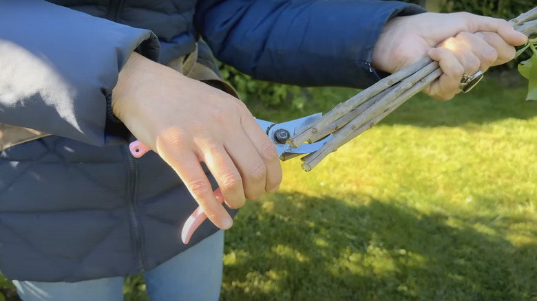 A gardener cuts vertical slits into the stems of freshly harvested lilac blooms using sharp shears.