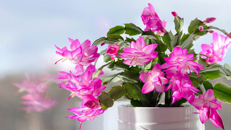 Beautiful Christmas cactus in full bloom