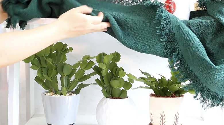 Women covering Christmas cacti to promote blooming